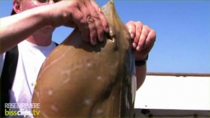 bissclips.tv - Angeln auf Jersey bissclips.tv - Angeln auf Jersey